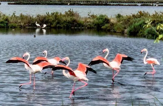 Ramina San Giuseppe (Ferrara)